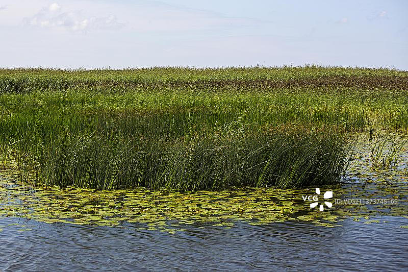 立陶宛库尔斯沙嘴梅梅尔三角洲沼泽地图片素材