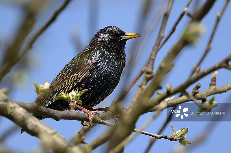 欧洲八哥成鸟，德国石勒苏益格-荷尔斯泰因图片素材