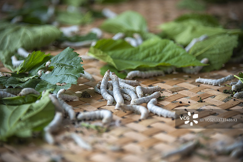 春蚕与桑叶图片素材