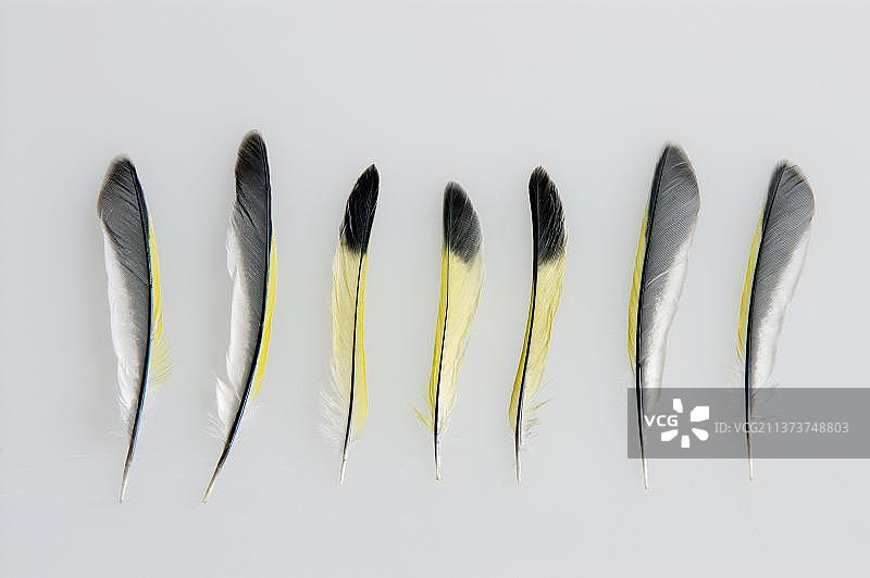 欧洲金翅雀的翅膀羽毛细节图片素材