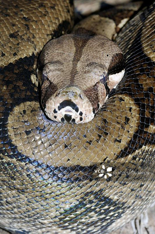 红尾蟒图片素材