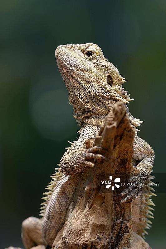 鬃狮蜥图片素材