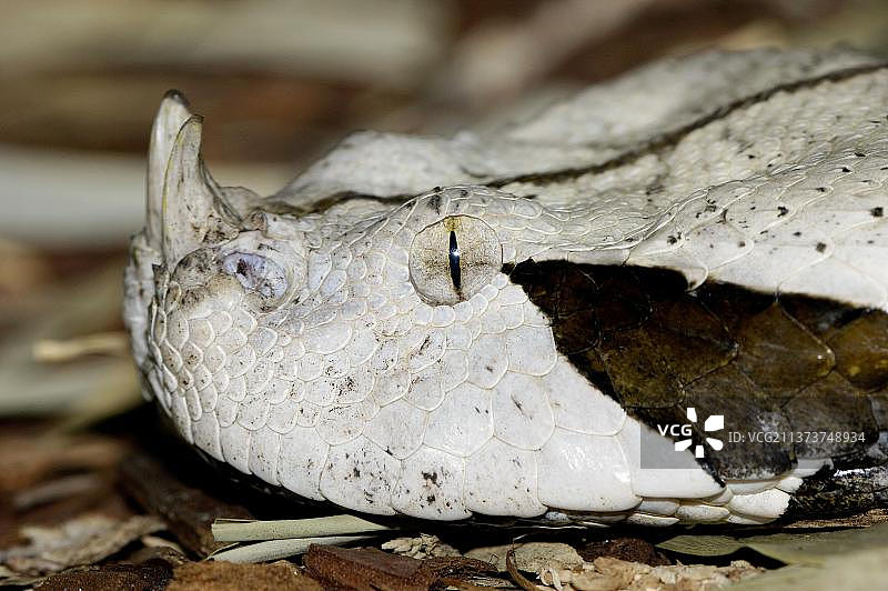 加蓬咝蝰图片素材