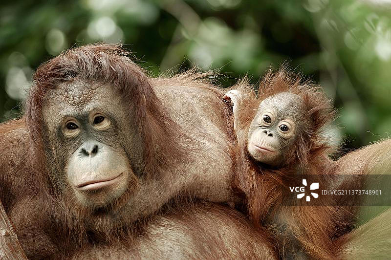 婆罗洲猩猩母子图片素材