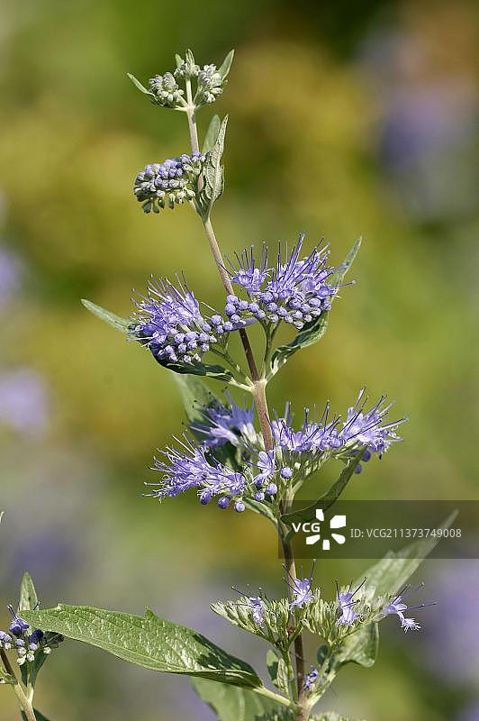 蓝蝴蝶（Caryopteris x clandonensis）图片素材