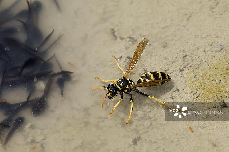多米奴力斯绿褶胡蜂，高卢田野黄蜂，欧洲纸黄蜂在饮水图片素材
