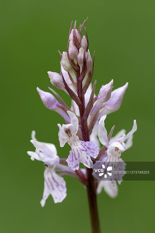 德国贝希特斯加登国家公园的斑点兰花图片素材