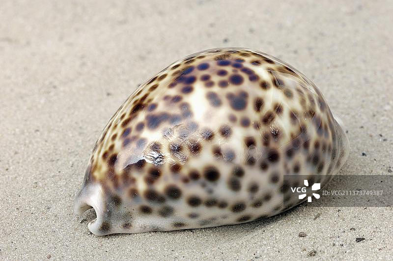 虎斑贝图片素材