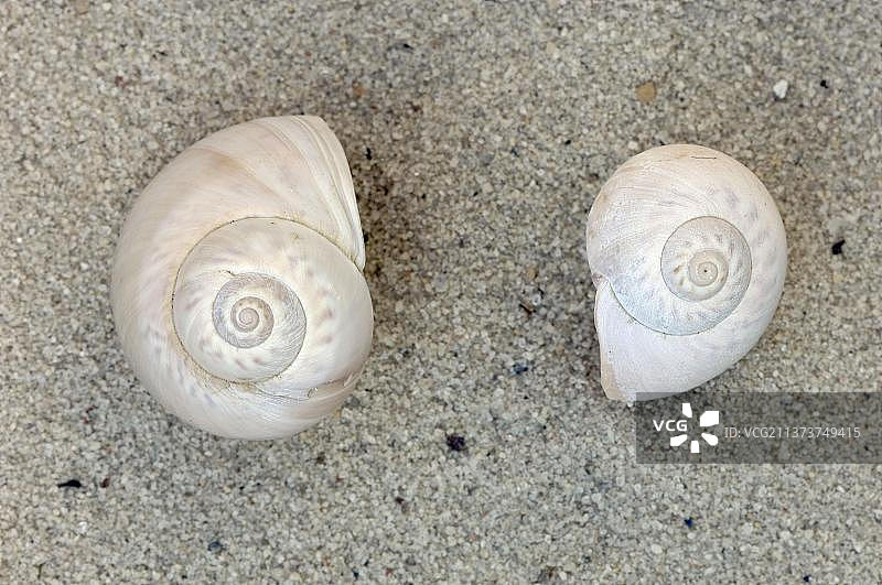 约瑟芬玉螺的蜗牛壳图片素材