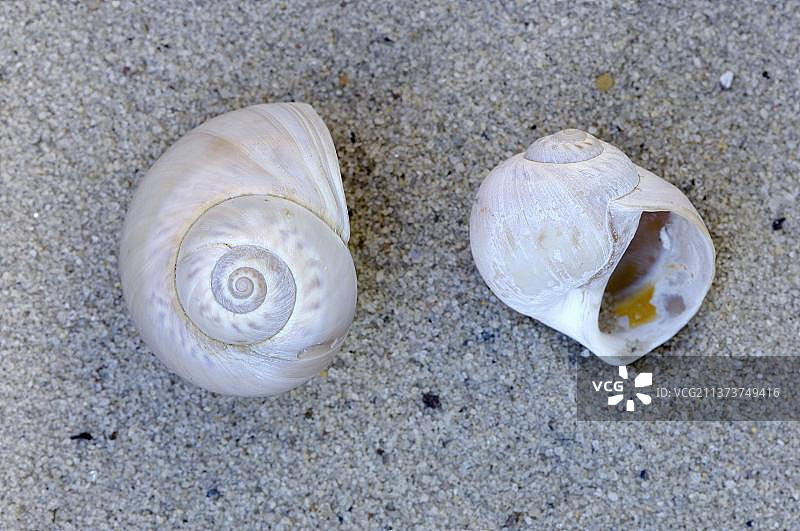 约瑟芬玉螺的蜗牛壳图片素材