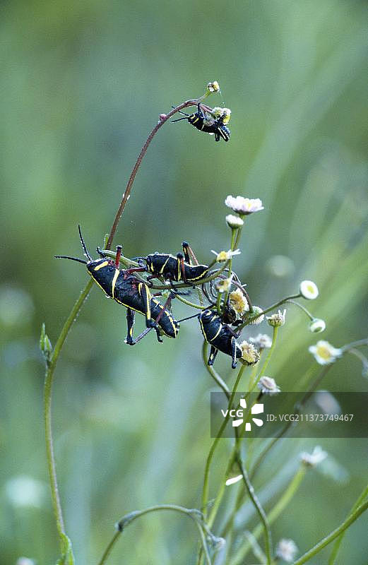东部卢伯蚱蜢，美国佛罗里达州大沼泽地国家公园图片素材