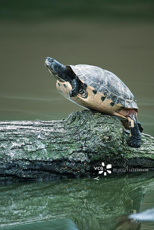 巴西龟图片素材