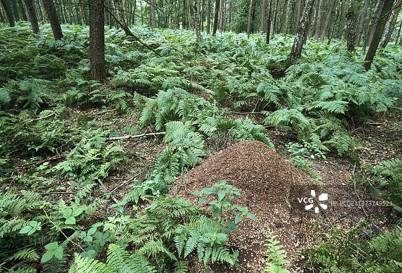 德国北莱茵-威斯特法伦的红木蚁和蚁丘图片素材