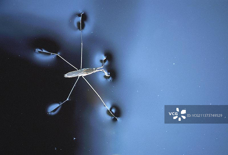 德国北莱茵-威斯特法伦的普通水黾图片素材