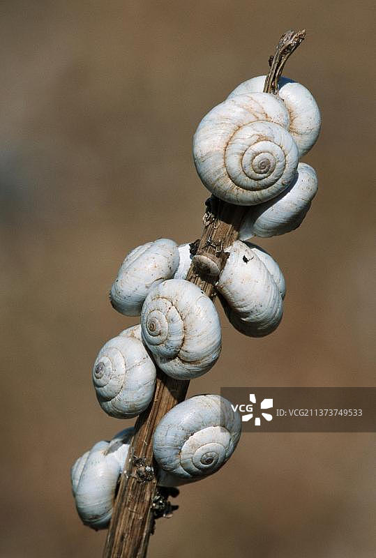 普罗旺斯树枝上的蜗牛图片素材