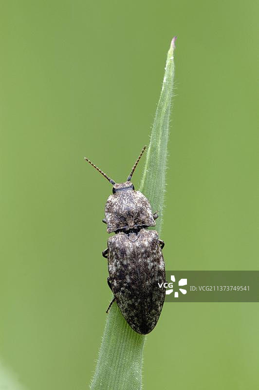鼠灰沙叩甲，德国图片素材