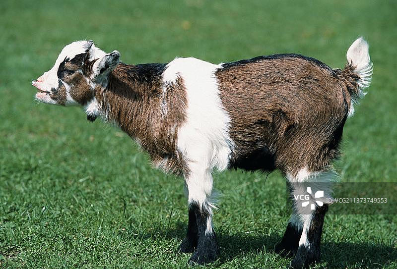 家山羊，小山羊，侧面视角图片素材