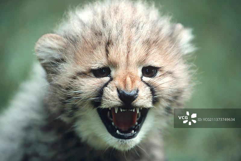 猎豹幼崽图片素材