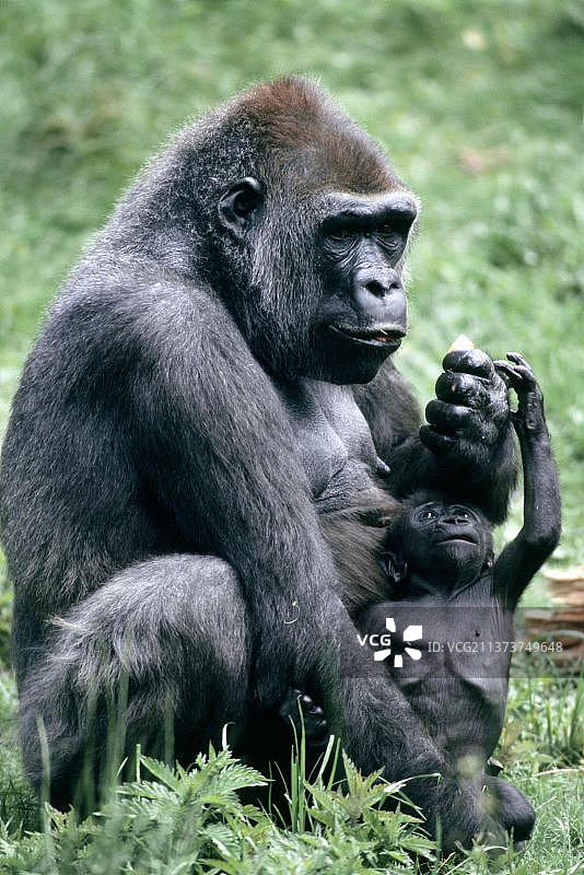 西方大猩猩，带着幼崽的雌性图片素材