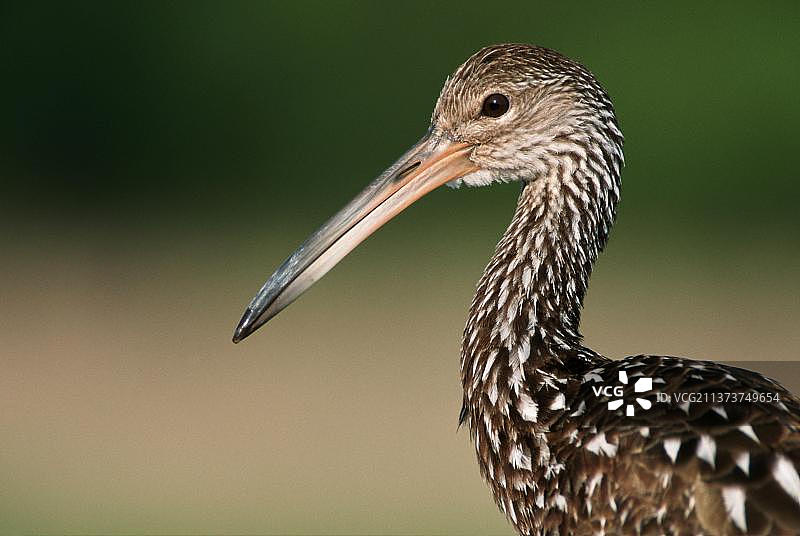 美国佛罗里达迈阿卡州立公园的秧鹤侧面图片素材