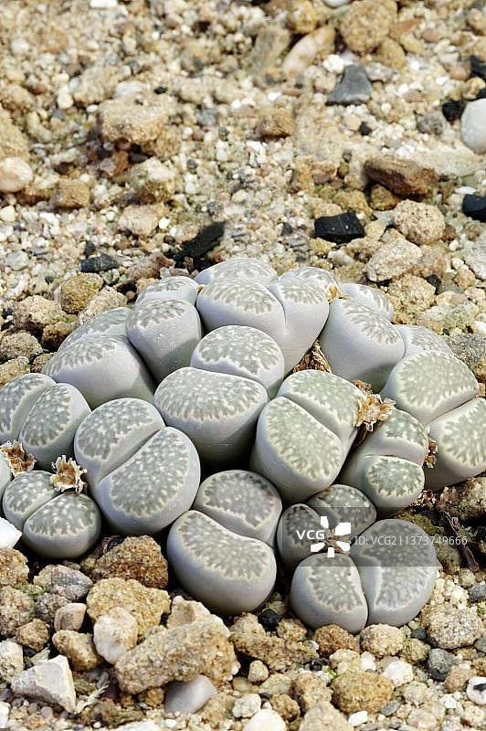 生石花(截形生石花)，番杏科图片素材