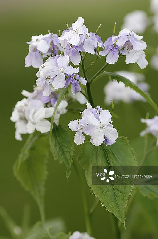 多年生银扇草，德国图片素材
