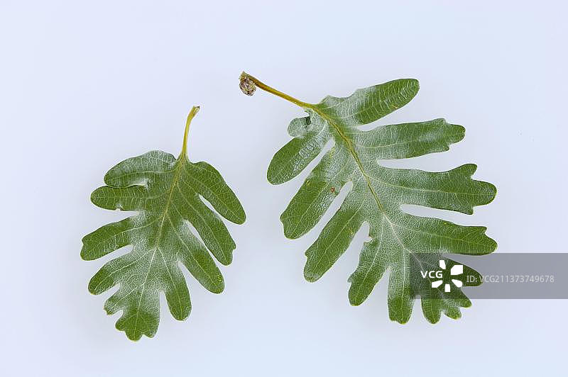 比利牛斯栎树叶图片素材