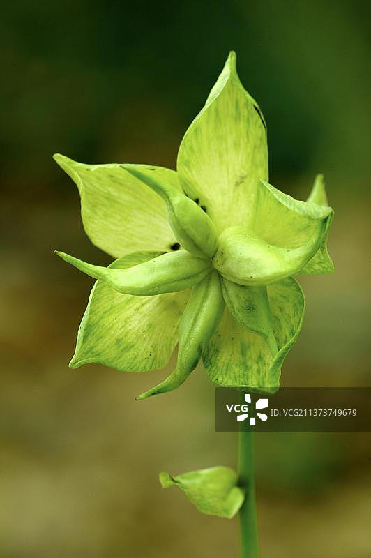 德国贝希特斯加登国家公园的铁筷子图片素材