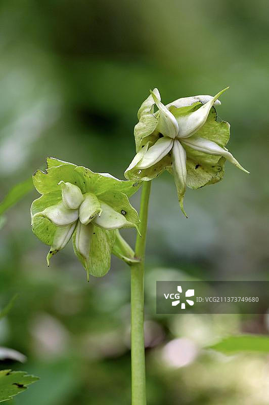 圣诞玫瑰，贝希特斯加登国家公园，巴伐利亚，德国，欧洲图片素材
