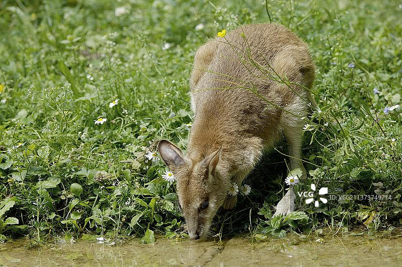 敏捷袋鼠图片素材