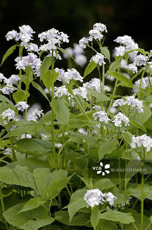 多年生银扇草，德国图片素材