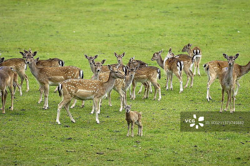 德国保护区内的欧洲马鹿雌性图片素材