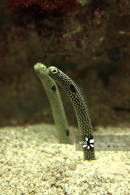 花园鳗（Heteroconger hassi）图片素材