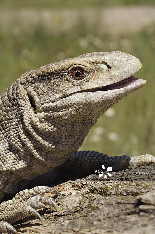 非洲草原巨蜥图片素材