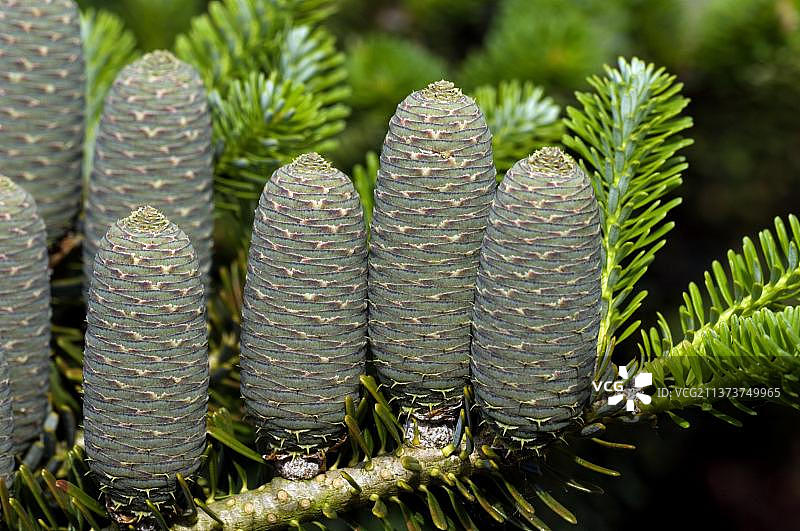 韩国冷杉，球果特写图片素材