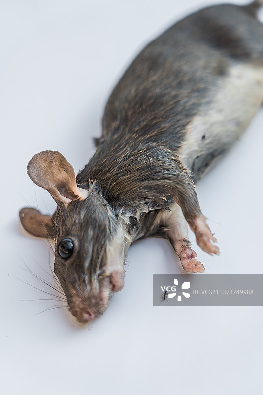 老鼠动物特写拍摄图片素材