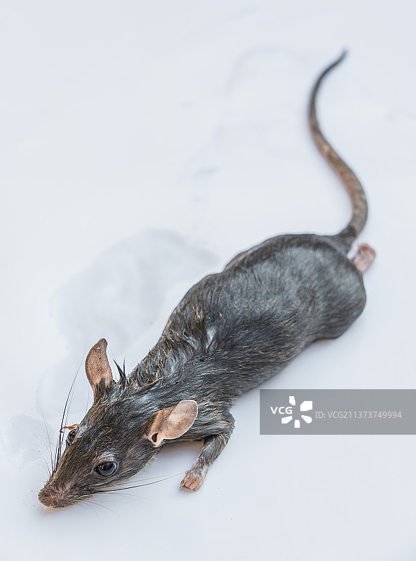 老鼠动物特写拍摄图片素材