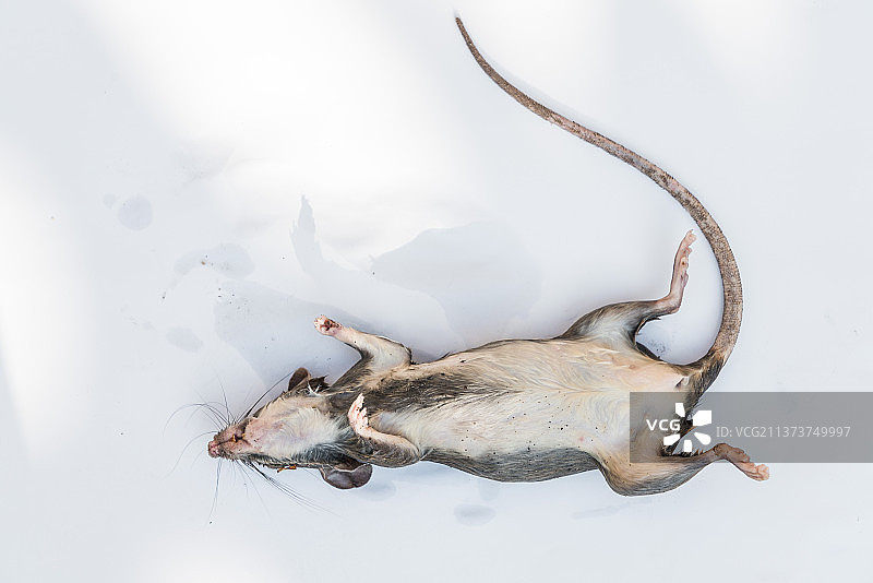 老鼠动物特写拍摄图片素材