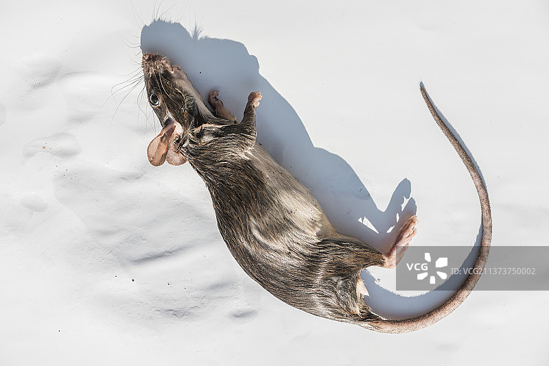 老鼠动物特写拍摄图片素材