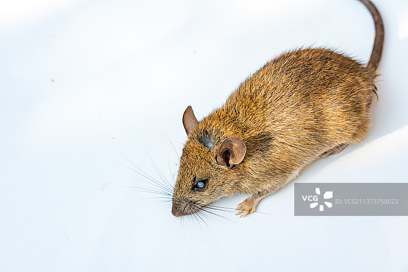 老鼠动物特写拍摄图片素材