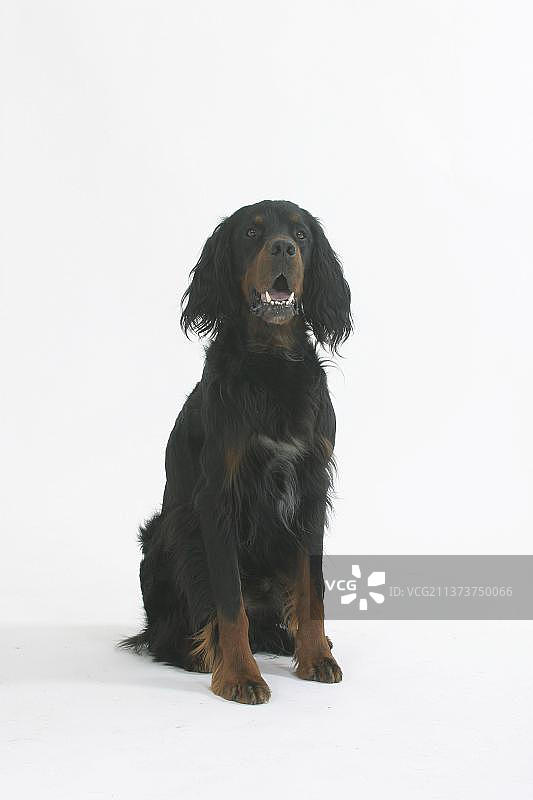 戈登雪达犬图片素材