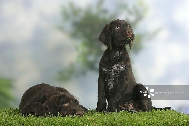 德国刚毛猎犬幼犬（9周）图片素材