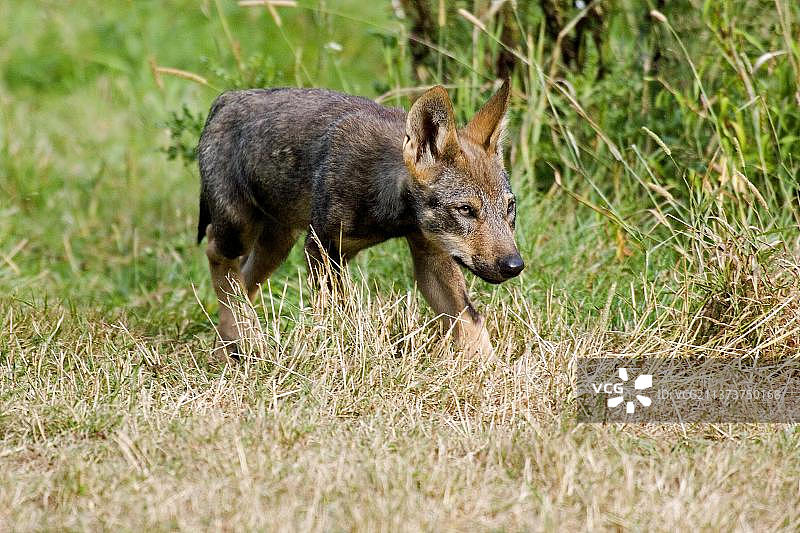 伊比利亚狼幼崽图片素材