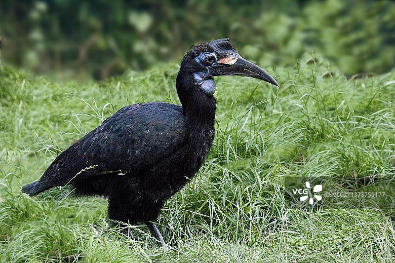 雌性地犀鸟或北方地犀鸟图片素材