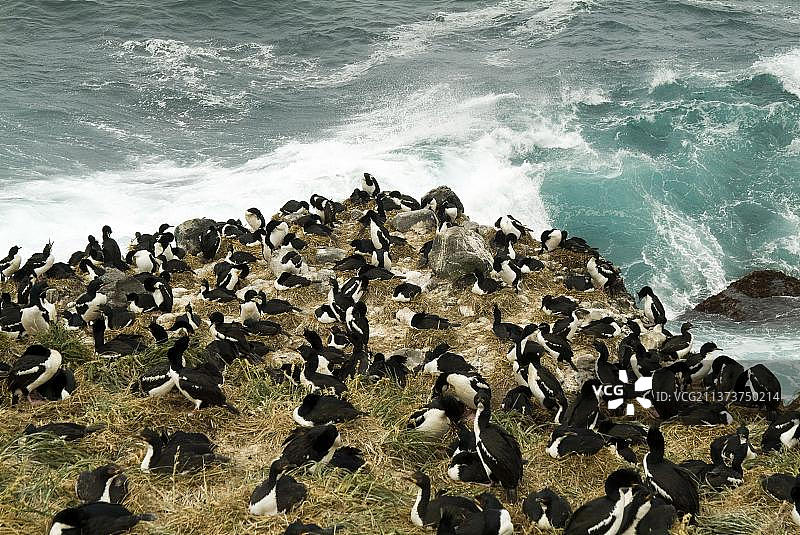 奥克兰岛鸬鹚栖息地，恩德比岛，奥克兰群岛，新西兰（Phalacrocorax colensoi）图片素材