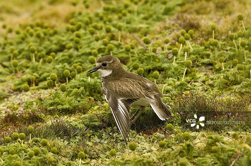 新西兰鸻（Charadrius obscurus），恩德比岛，奥克兰群岛，新西兰，红胸鸻，大洋洲图片素材