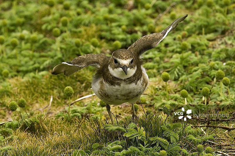 新西兰鸻（Charadrius obscurus），恩德比岛，奥克兰群岛，新西兰，红胸鸻，大洋洲图片素材