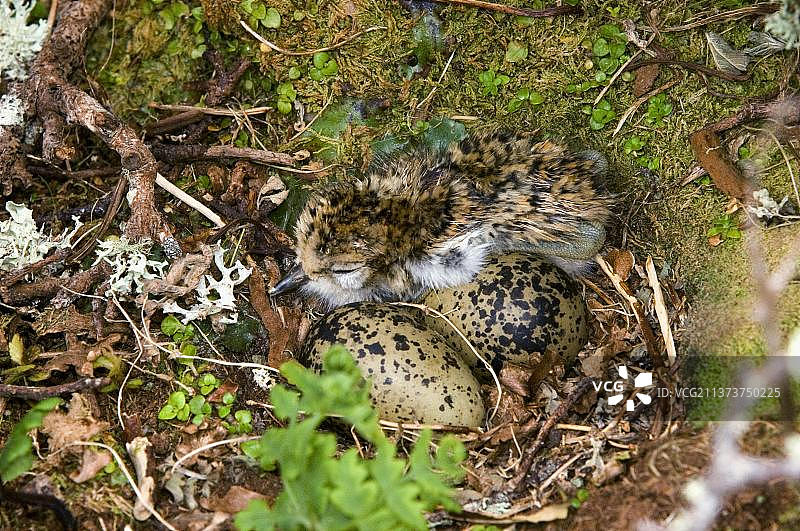 新西兰鸻（Charadrius obscurus），刚孵出的雏鸟和鸟蛋，恩德比岛，奥克兰群岛，大洋洲图片素材