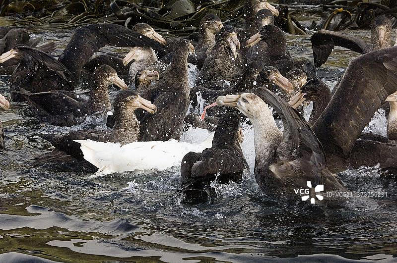 南方巨鹱在麦夸里岛啄食企鹅尸体图片素材