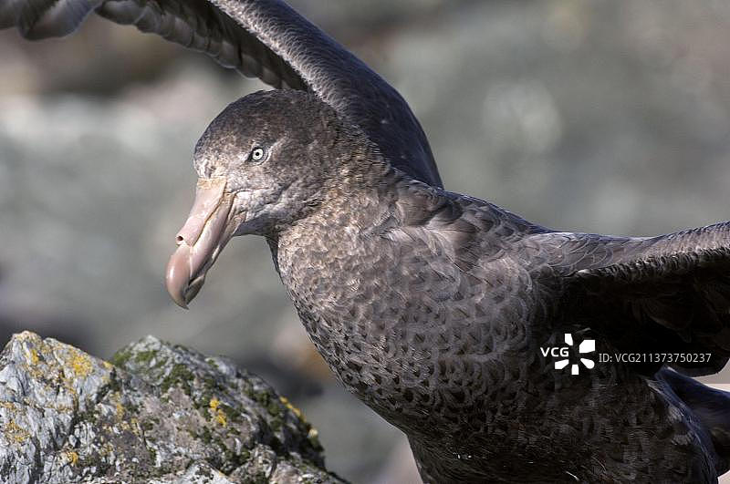 巨海燕，澳大利亚塔斯马尼亚州麦夸里岛图片素材